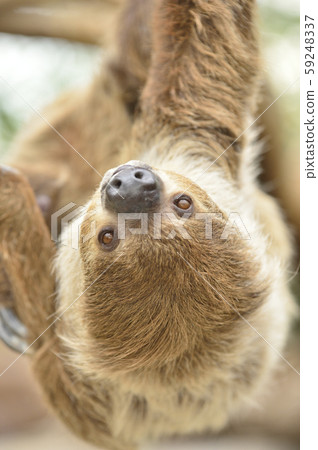 懶惰 懶惰 59248337