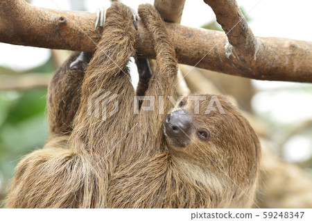 Sloth Sloth 59248347