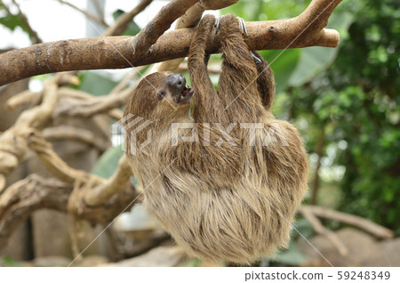 Sloth 59248349