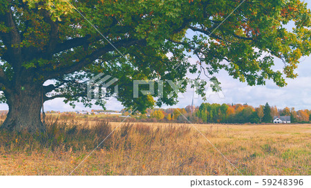 Mighty oak on a sloping field Mighty oak on a sloping field 59248396