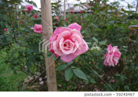 Rose of Phu Ping Villa, Chiang Mai, Thailand Rose of Phu Ping Villa, Chiang Mai, Thailand 59248467