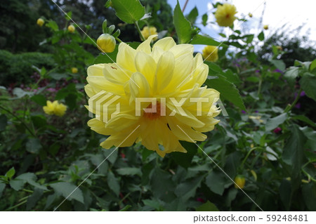 泰國清邁苗族村花 泰國清邁苗族村花 59248481