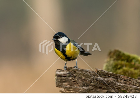 Beautiful nature scene with Great tit (Parus major). Wildlife shot of Great tit (Parus major) on branch. Great tit (Parus major) in the nature habitat. 59249428
