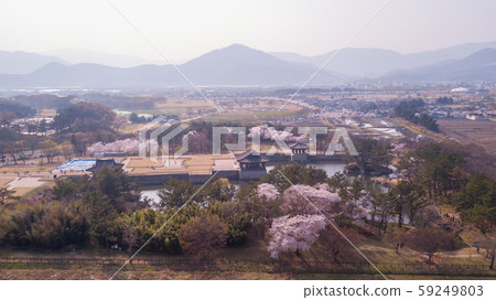 Gyeongju Cherry Fastival,South Korea Gyeongju Cherry Fastival,South Korea 59249803