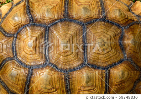 Close up Sulcata tortoise skin for animal skin 59249830