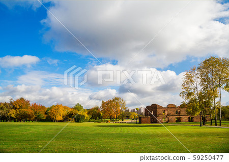 autumn park with beautiful yellow leaves 59250477