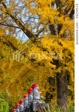 秋天在秋福寺的大銀子和地藏 59250518