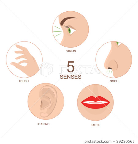 Cartoon Human Anatomy Senses Infographics Concept Card Poster. Vector Cartoon Human Anatomy Senses Infographics Concept Card Poster. Vector 59250565