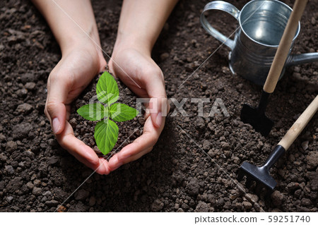 Hands holding and caring a green young plant Hands holding and caring a green young plant 59251740