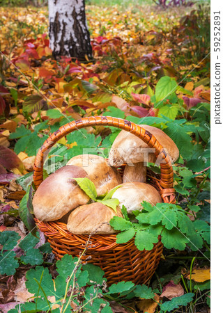 Freshly picked large Penny Bun mushrooms in basket Freshly picked large Penny Bun mushrooms in basket 59252891
