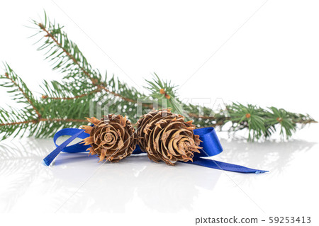 Christmas tree branch isolated on white Christmas tree branch isolated on white 59253413