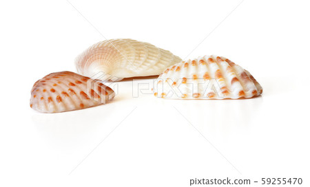 Three tiny scallop sea shells isolated on white background, closeup detail Three tiny scallop sea shells isolated on white background, closeup detail 59255470