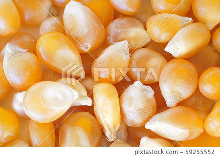 Yellow unpopped popcorn corn kernels, closeup detail photo 59255552