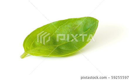 Single small basil leaf isolated on white background 59255597