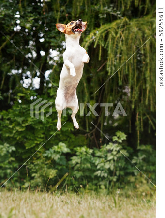Small Jack Russell dog jumping up high in the air Small Jack Russell dog jumping up high in the air 59255611