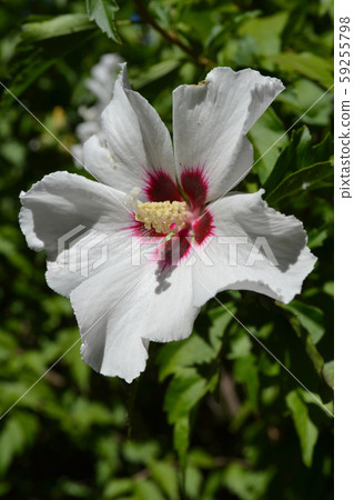 Kiso / Mukuge (white) Kiso / Mukuge (white) 59255798