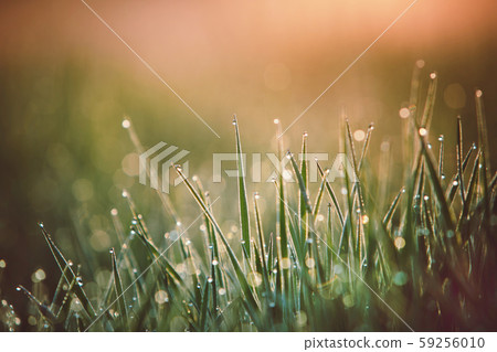 Drops of fresh morning dew macro in beautiful sunrise 59256010