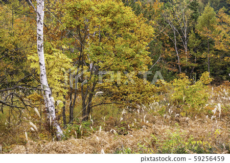 （長野）Norikura Kogen和一之瀨花園的秋葉 59256459