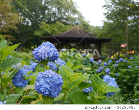 相模原麻美三公園繡球花 照片素材 圖片 圖庫