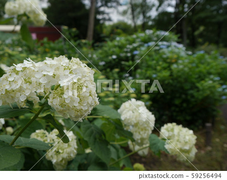 相模原麻美三公園繡球花 相模原麻美三公園繡球花 59256494