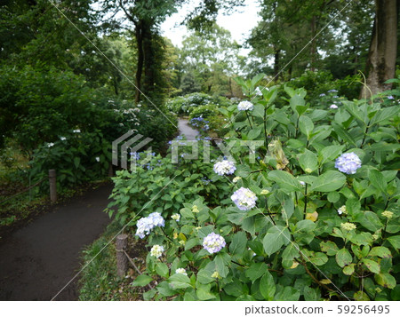 相模原麻美三公園繡球花 相模原麻美三公園繡球花 59256495