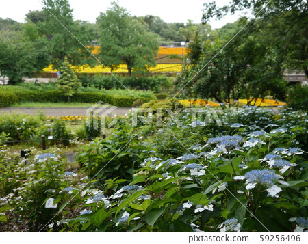 Sagamihara Asamizo Park Hydrangea 59256496