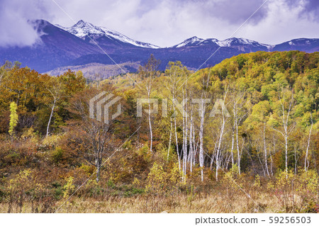 （長野縣）從Norikura Kogen /一之瀨花園俯瞰Norikura山 59256503