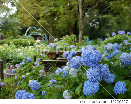 相模原麻美三公園繡球花 照片素材 圖片 圖庫