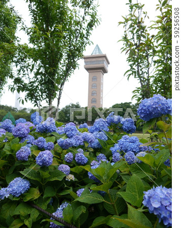 相模原麻美三公園繡球花 相模原麻美三公園繡球花 59256508
