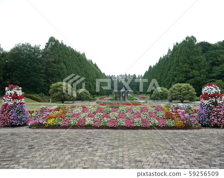 神奈川縣相模原公園水杉南木木 神奈川縣相模原公園水杉南木木 59256509