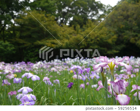 神奈川縣相模原公園hana Shobuen Minazuki Garden 照片素材 圖片 圖庫
