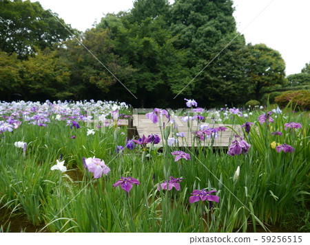 神奈川縣相模原公園hana Shobuen Minazuki Garden 照片素材 圖片 圖庫