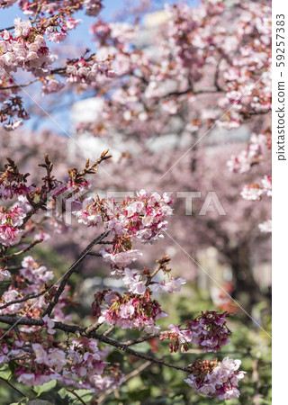 [Atami Sakura] 59257383