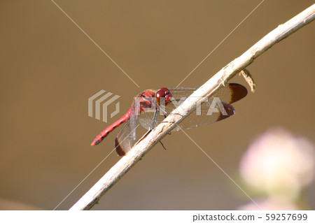 Konoshimetonbo 59257699