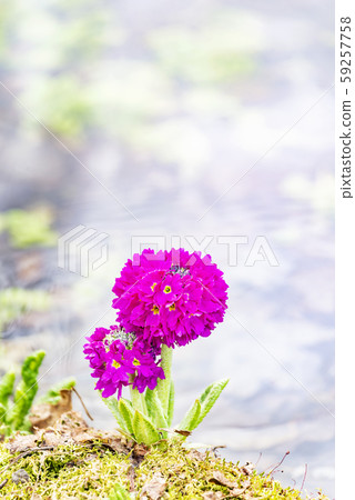 Primula Takino Suzuran Hillside Park Primula Takino Suzuran Hillside Park 59257758