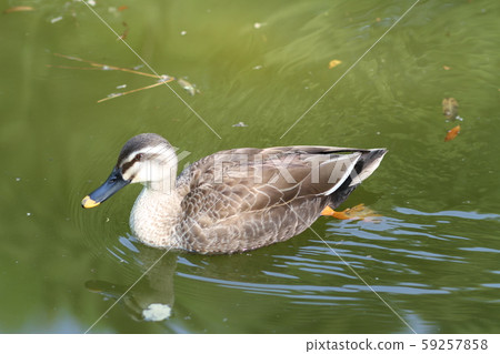 Duck 59257858