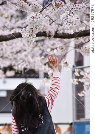 Girl reaching for cherry blossoms in full bloom 59257978