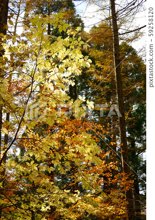 Kosiabra tree and autumn leaves Kosiabra tree and autumn leaves 59258120