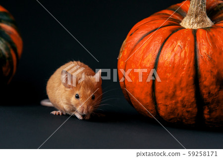 Mouse with pumpkin on a dark background Mouse with pumpkin on a dark background 59258171