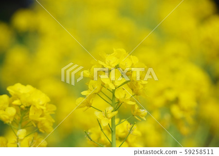 強姦開花 強姦開花 59258511