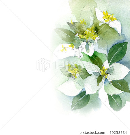 Konronka flower watercolor Konronka flower watercolor 59258884