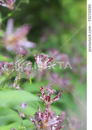 Hototogisu flower Hototogisu flower 59258890