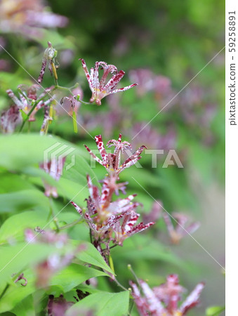 Hototogisu flower Hototogisu flower 59258891