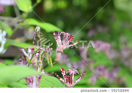 Hototogisu flower Hototogisu flower 59258894