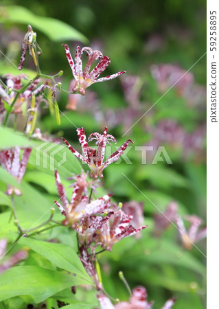 Hototogisu flower Hototogisu flower 59258895