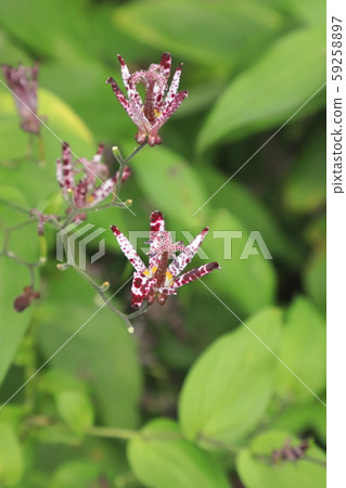 Hototogisu花 Hototogisu花 59258897