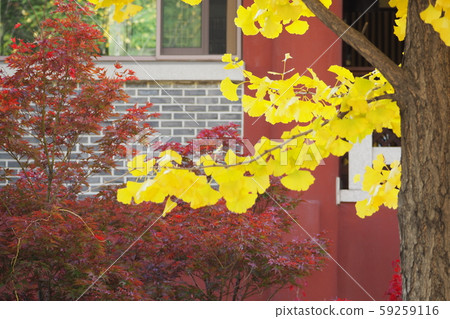 Korean autumn 59259116