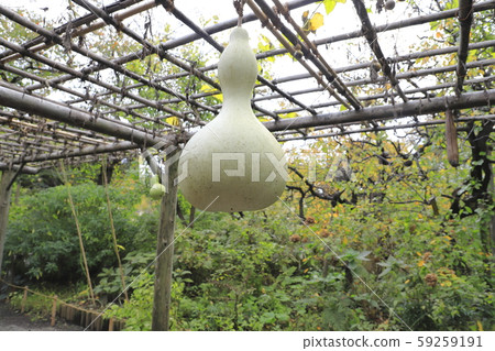 A large gourd 59259191