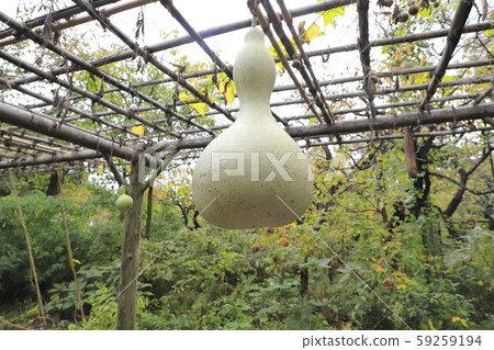 A large gourd 59259194