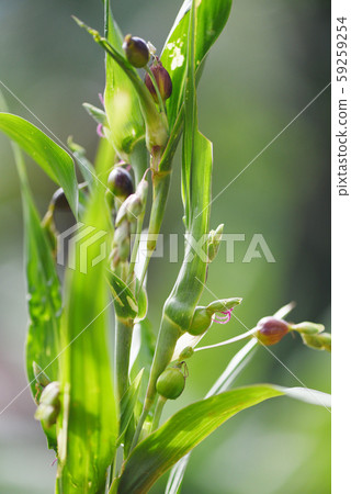 Job's tears seed on the tree plant / coix lachryma Job's tears seed on the tree plant / coix lachryma 59259254
